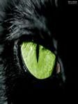 pic for Cat Green Eye